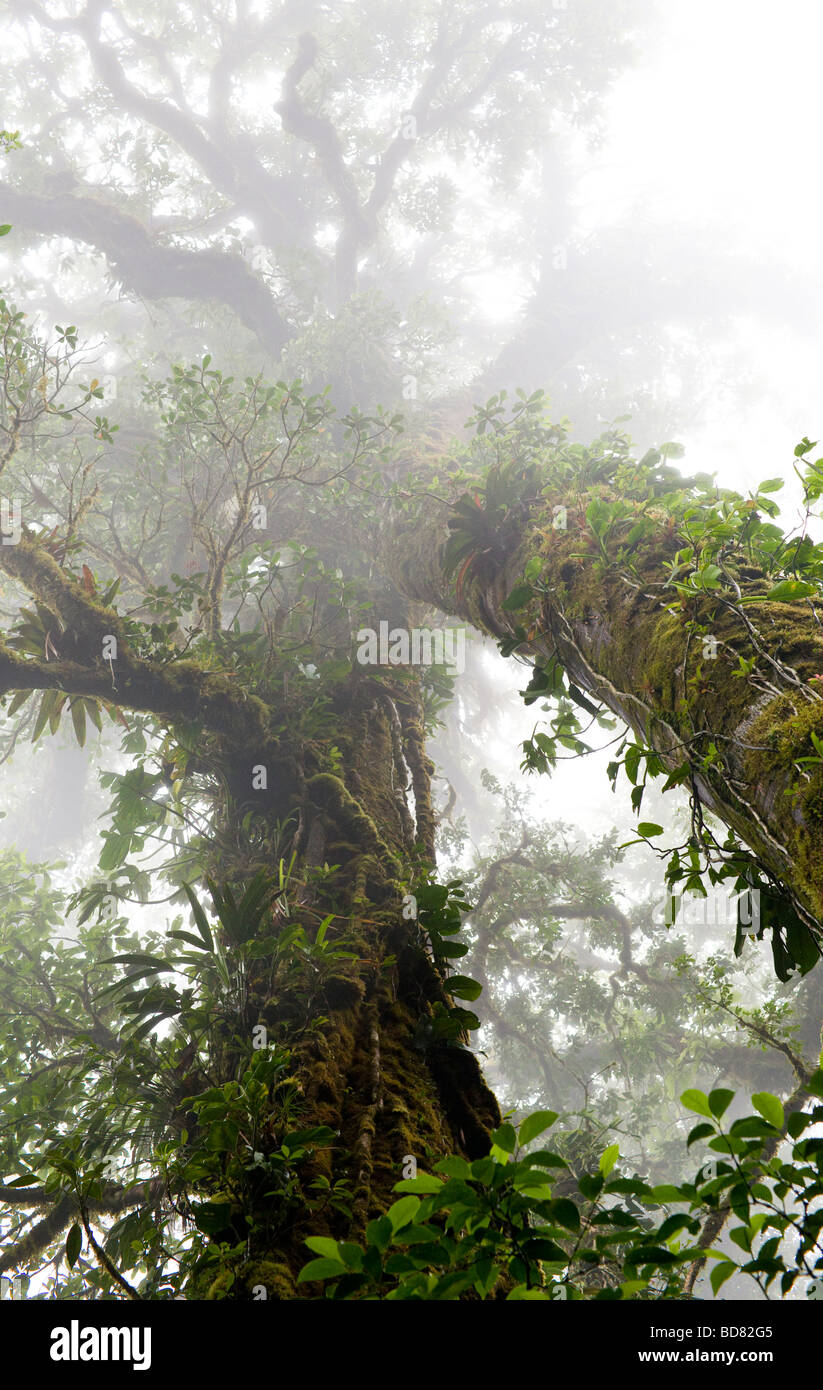 Moss and epiphytes growing on trees in the Monteverde Cloud Forest Reserve, Costa Rica. Stock Photo