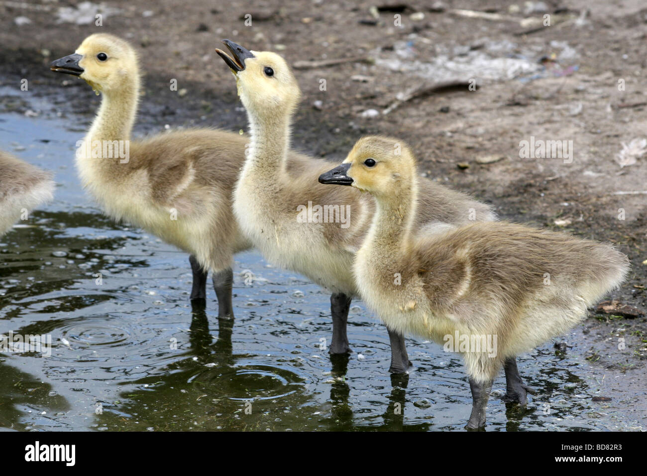 Canada Goose Branta canadensis Goslings Drinking In A Puddle Stock Photo