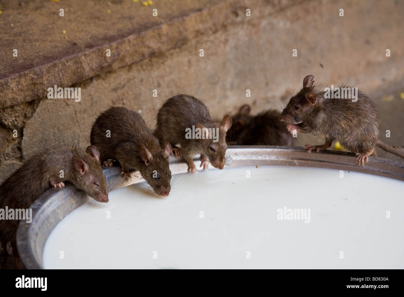 Rats drinking from a bowl of milk in the rat temple, Deshnok, India