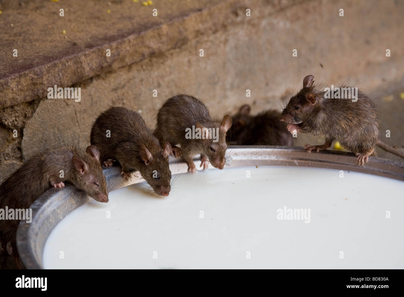 Rats drinking from a bowl of milk in the rat temple, Deshnok, India Stock Photo