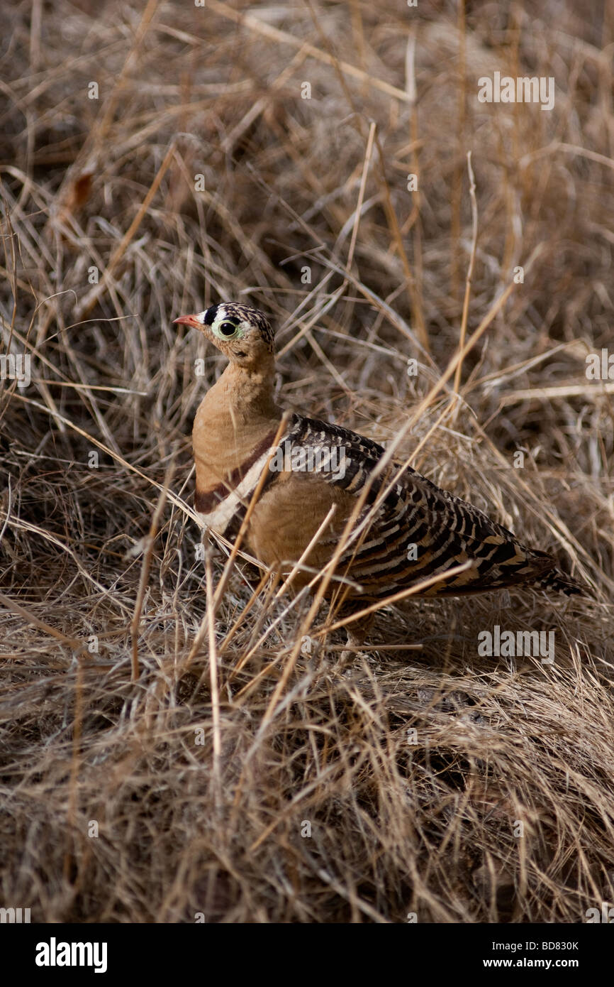 Painted Sandgrouse male in his habitat at Ranthambore Tiger Reserve, Rajasthan, India. ( Pterocles indicus ) Stock Photo