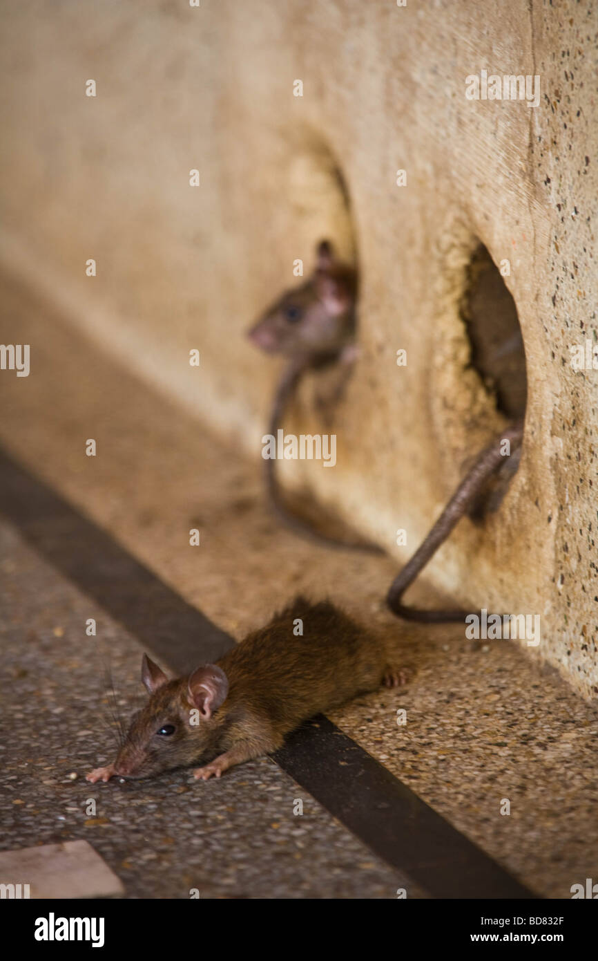 Sleepy, well-fed rat unafraid of people in the rat temple, Deshnok, India Stock Photo