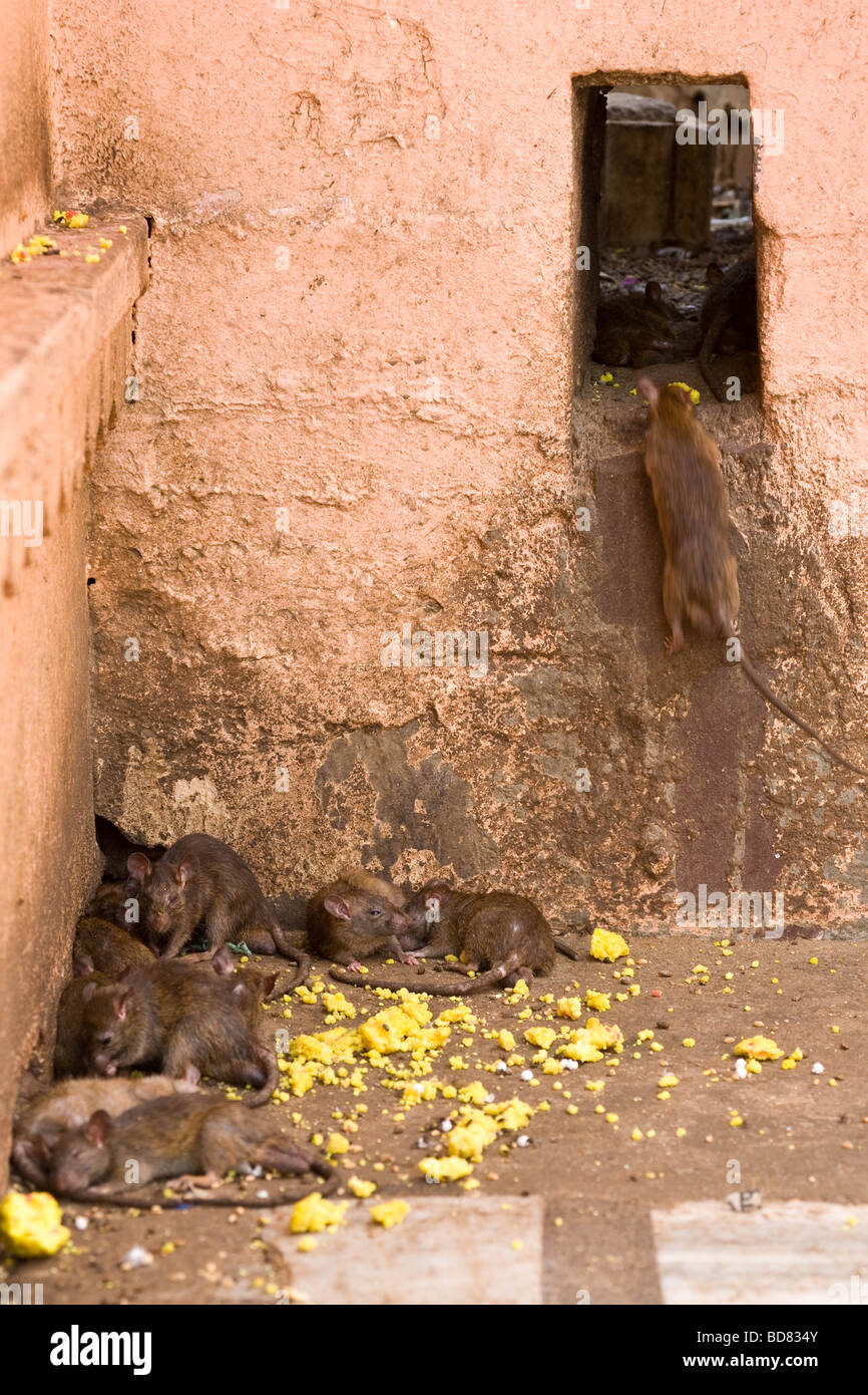 Sleepy, well-fed rats unafraid of people in the rat temple, Deshnok, India Stock Photo