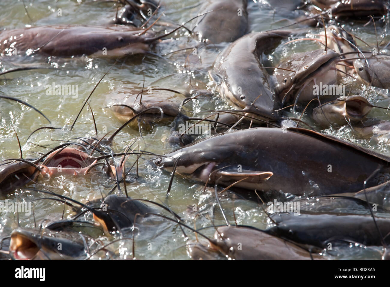 Frantic catfish fighting for food in a receding pool in Jaisalmer, India Stock Photo