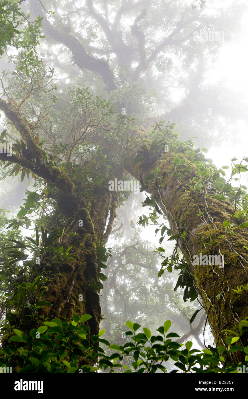 Moss and epiphytes growing on trees in the Monteverde Cloud Forest Reserve, Costa Rica. Stock Photo