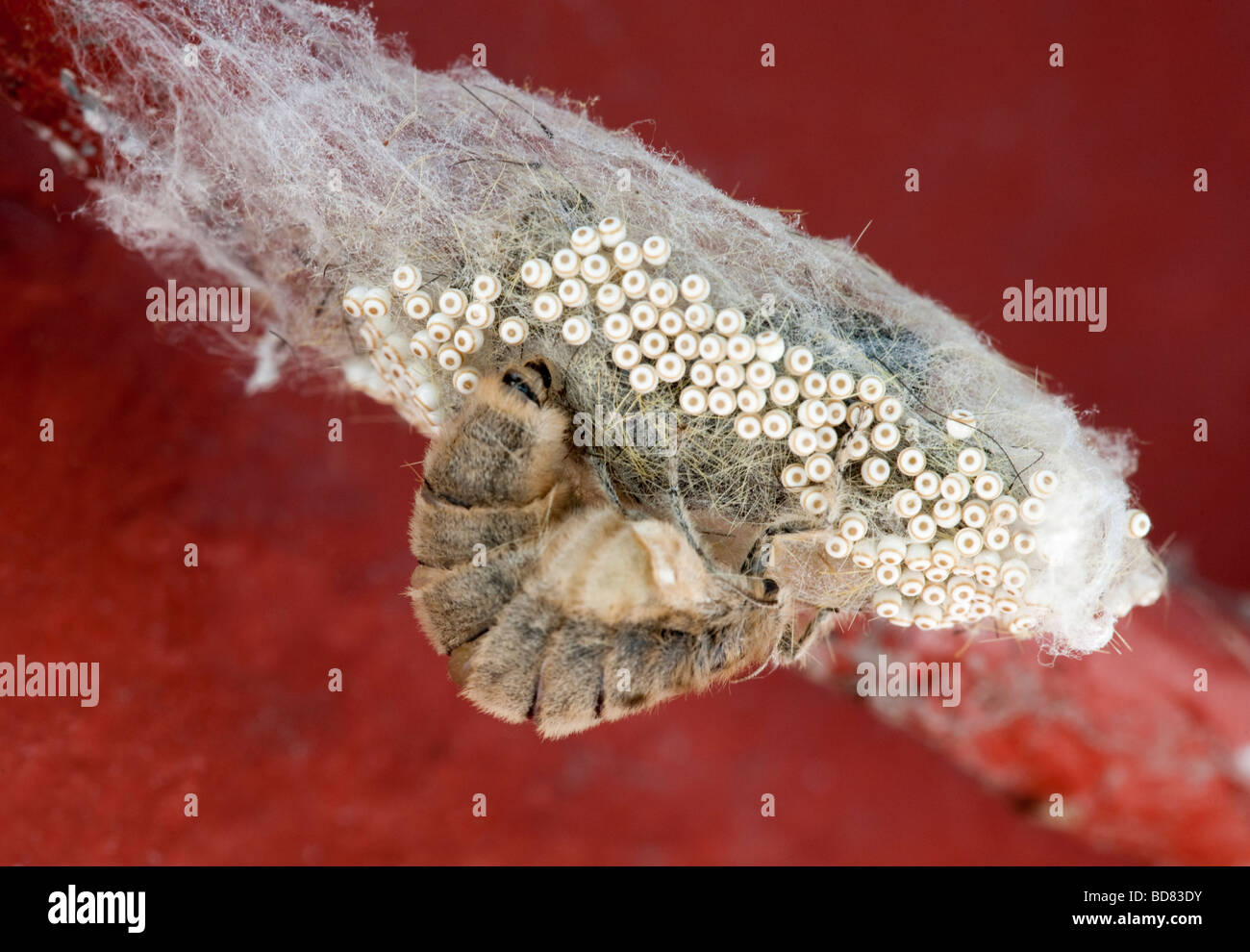 Female "Vapourer Moth" laying eggs on her cocoon of silk Stock Photo