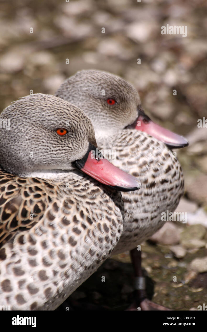 Two Cape Teal Anas capensis Taken at Martin Mere WWT, Lancashire UK Stock Photo