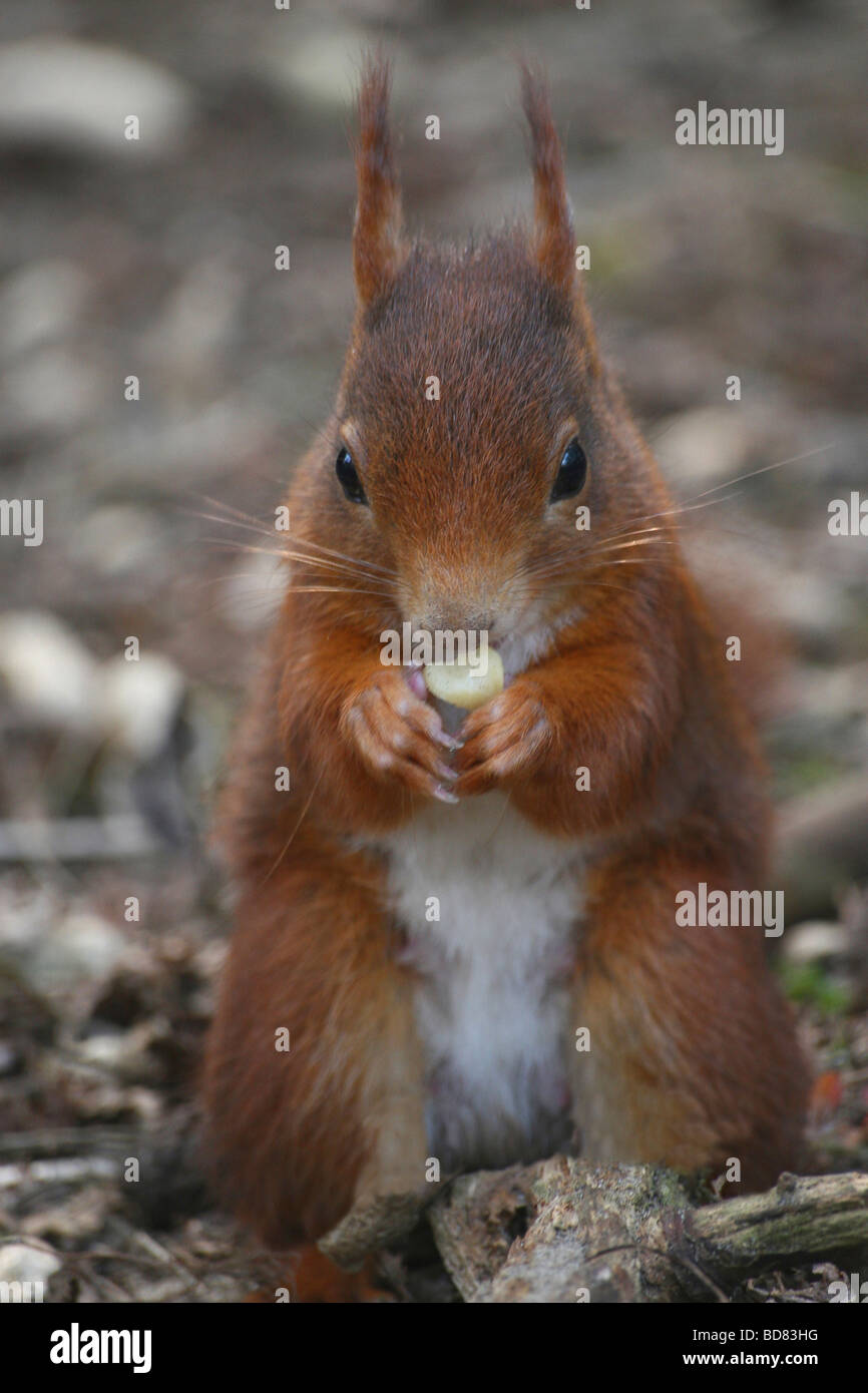 Squirrel feeding nuts hires stock photography and images Alamy