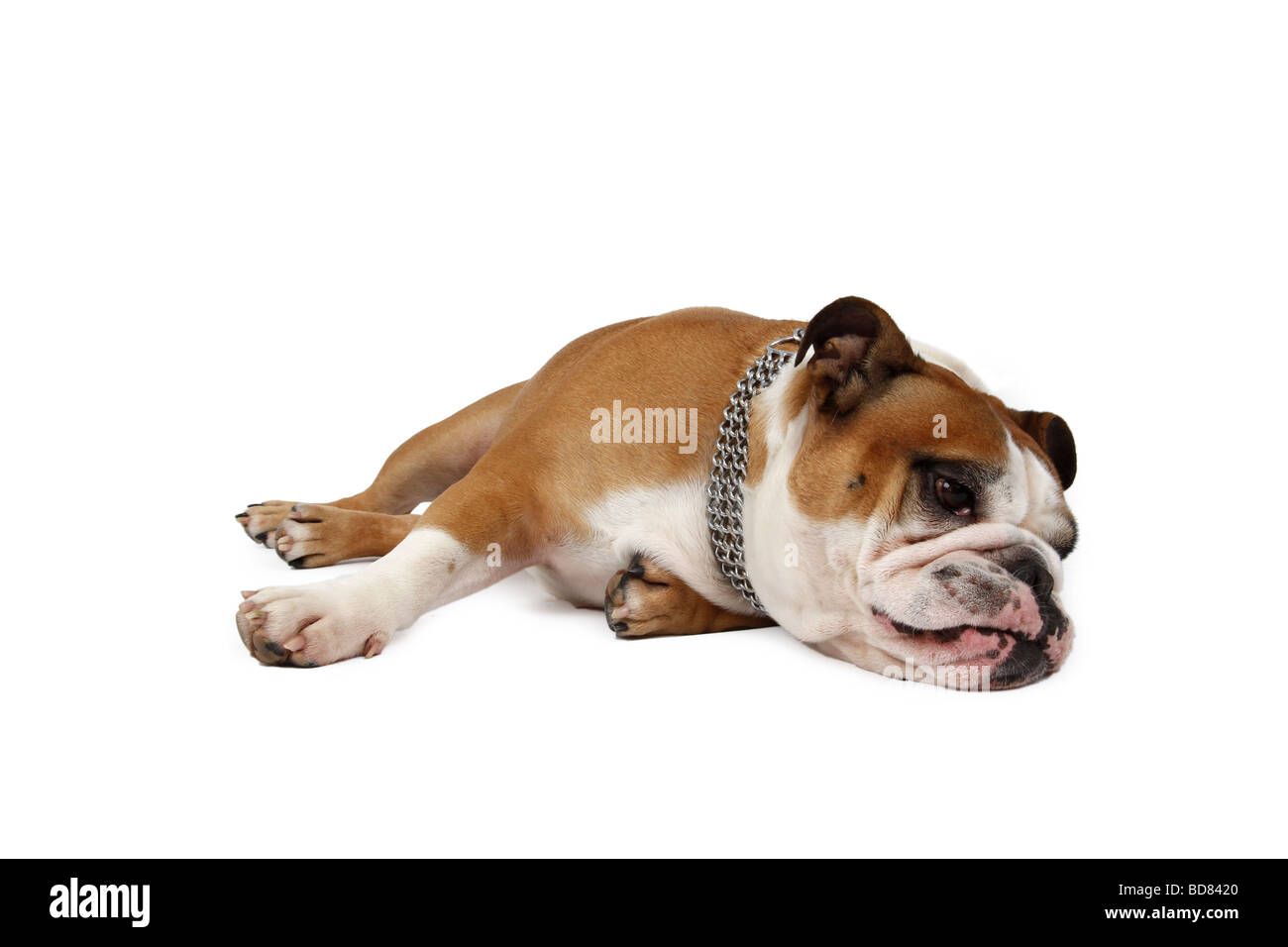 English bulldog (Canis lupus f. familiaris), lying on floor Stock Photo