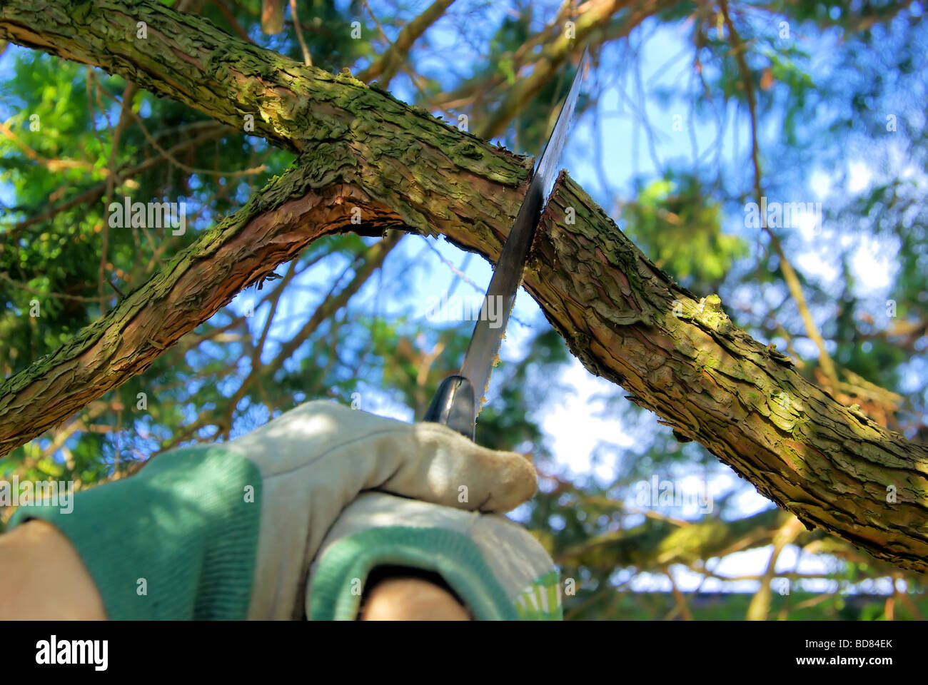 Ast absägen saw off the branch 03 Stock Photo Alamy