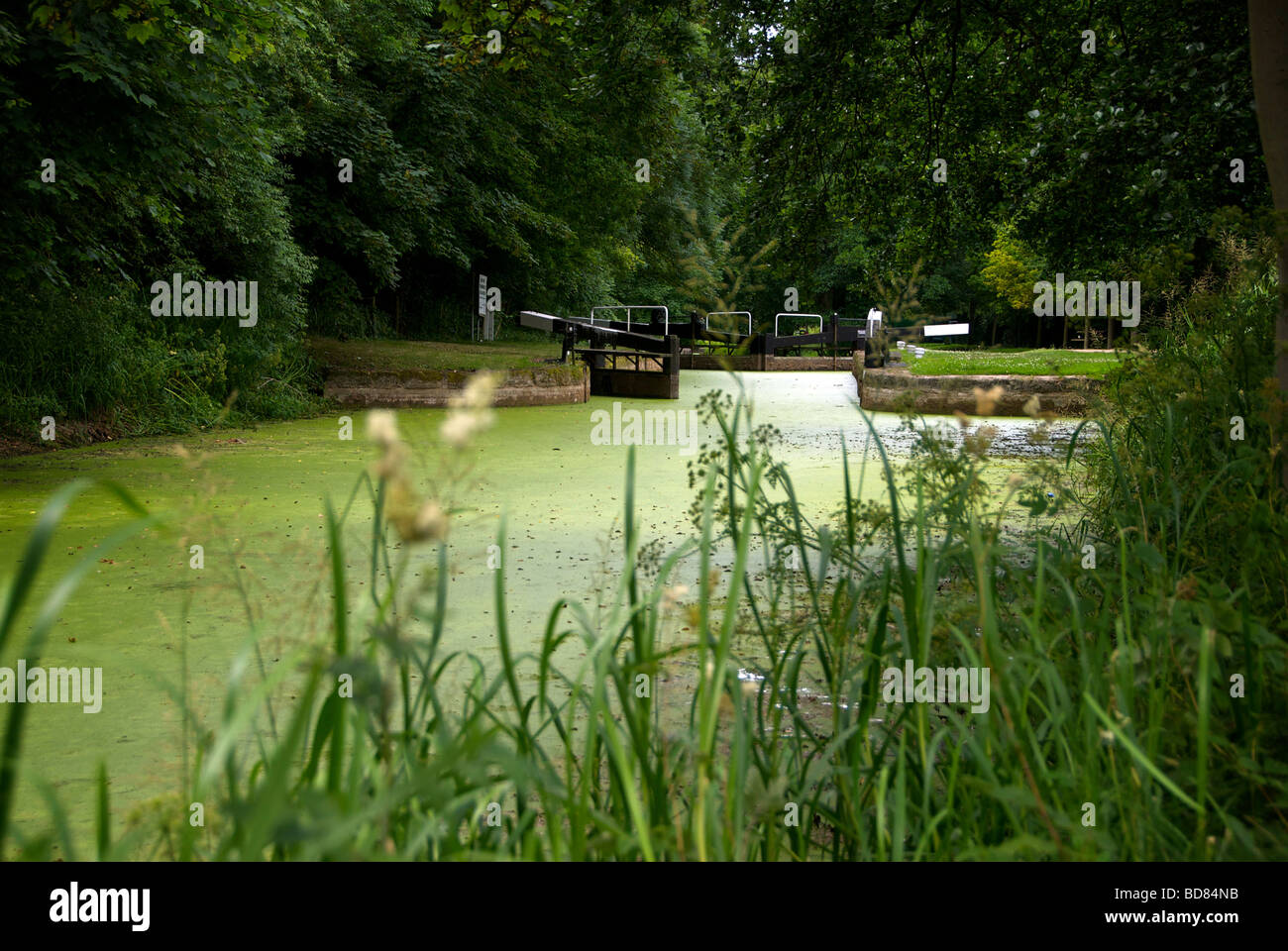 Stroud Water Stroudwater Canal Gloucestershire UK Duck Weed Blunder