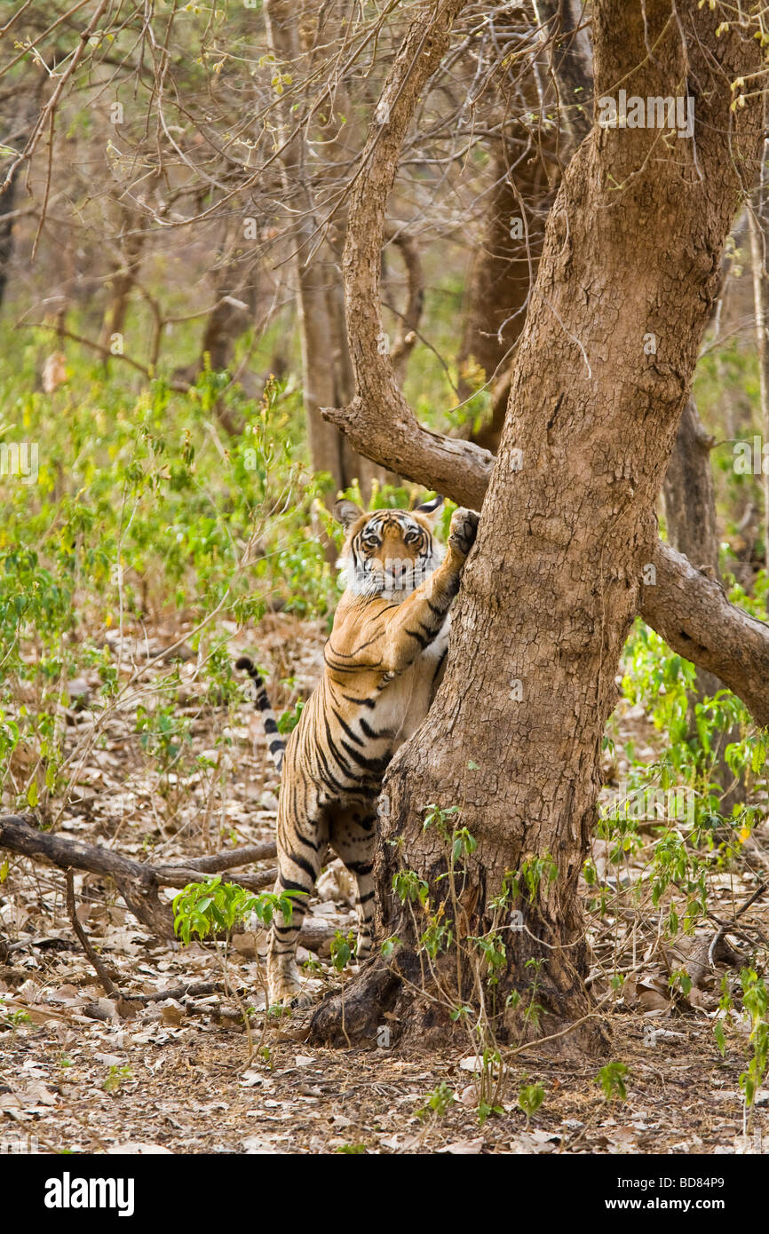 A tiger stretching against a tree near a track in Ranthambore Park, India Stock Photo