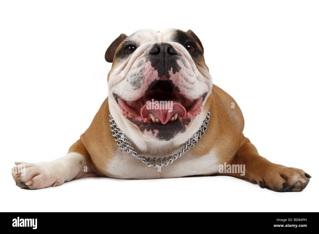 English bulldog (Canis lupus f. familiaris), lying with straddled forelegs on floor Stock Photo