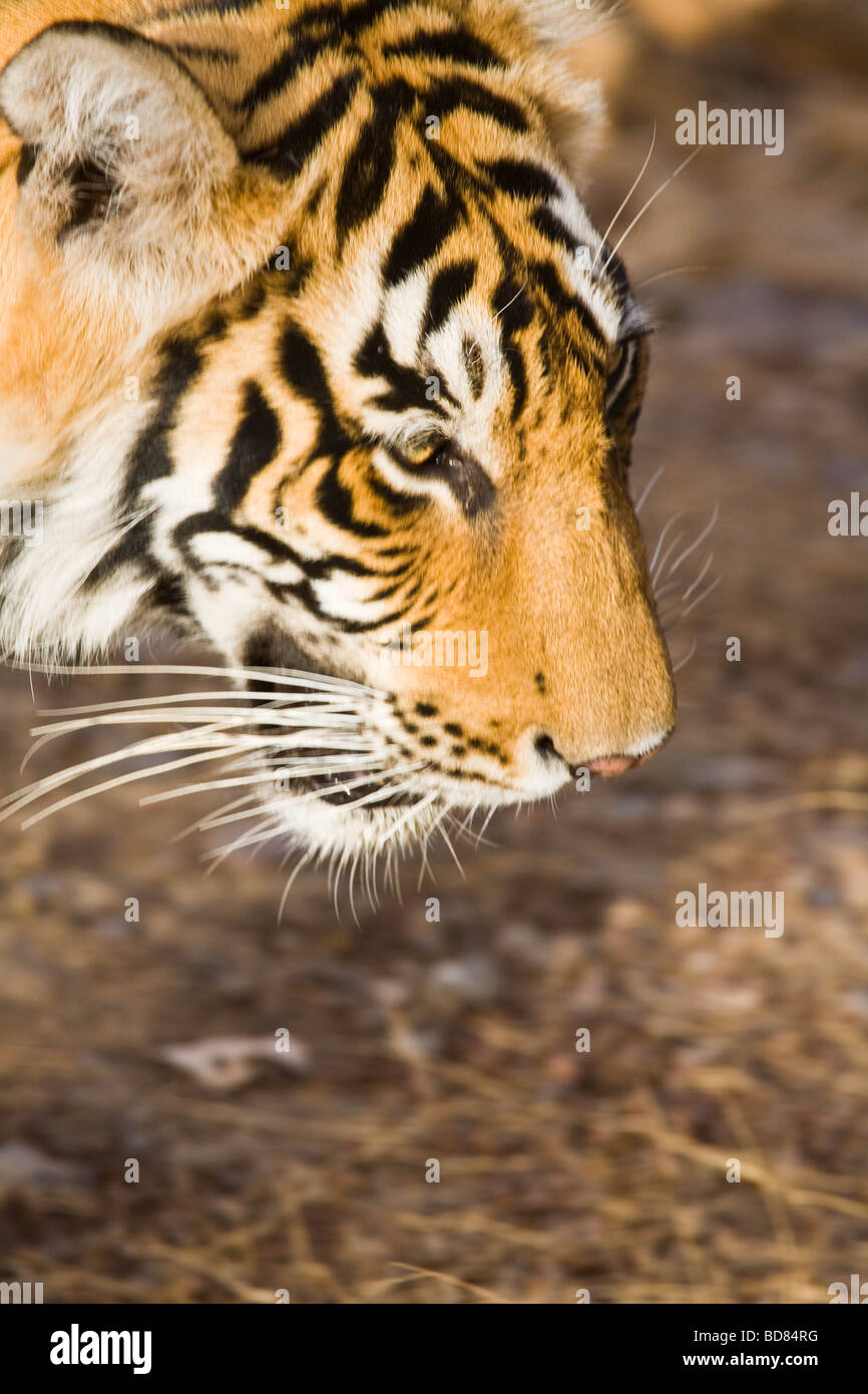 Close shot of a male tiger in Ranthambore Park, India Stock Photo