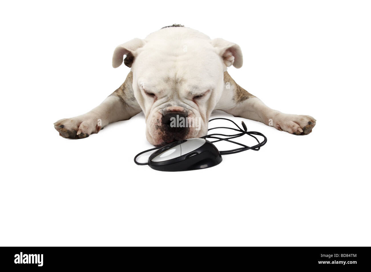 English bulldog (Canis lupus f. familiaris), lying on floor and sniffing at computer mouse Stock Photo