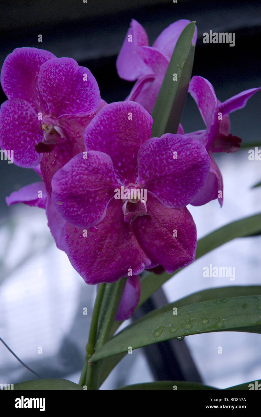 Vanda Pat Delight Nataya pink flowering orchid Stock Photo