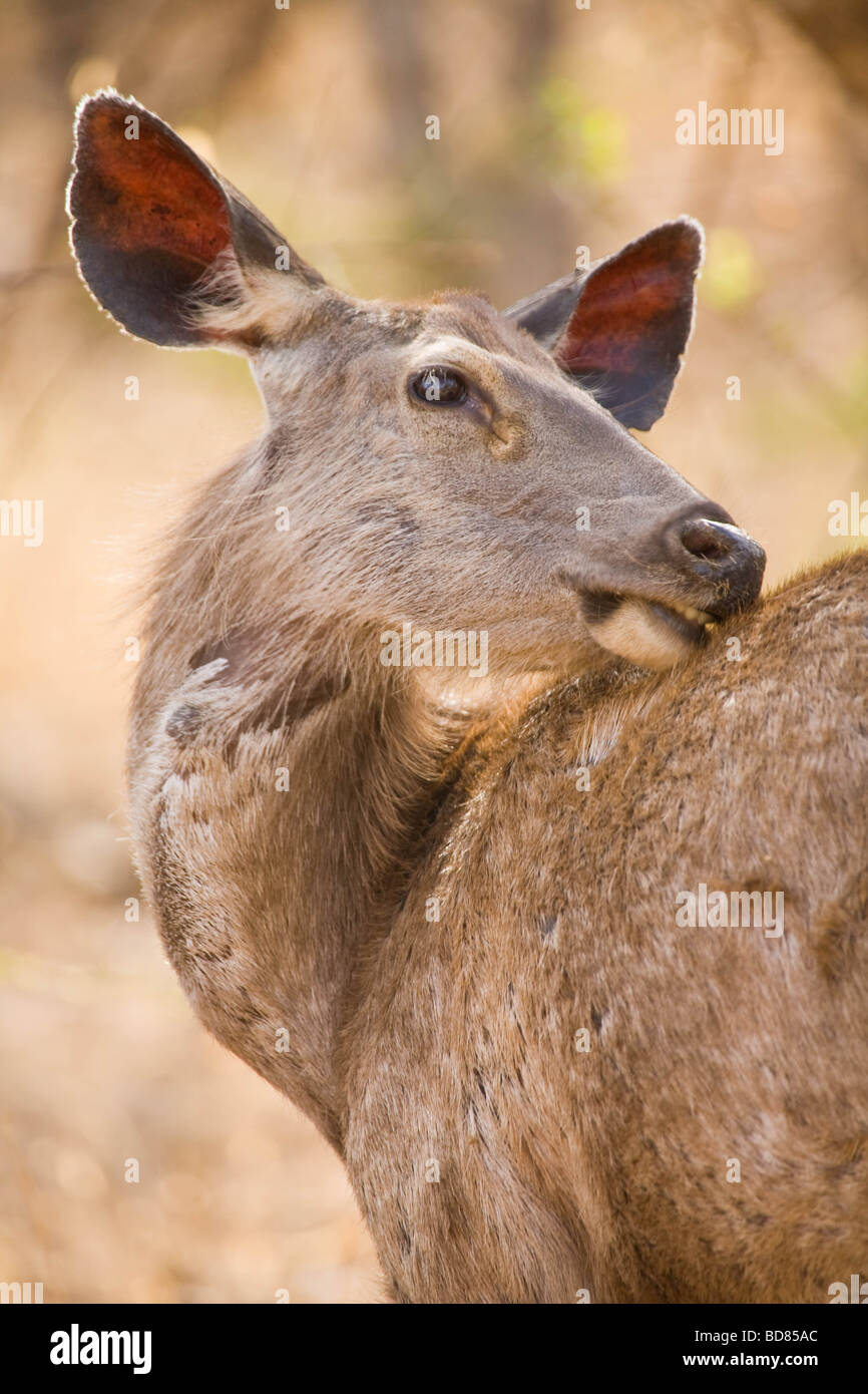 A sambar deer looking nervously towards the camera in Ranthambore Park, India Stock Photo
