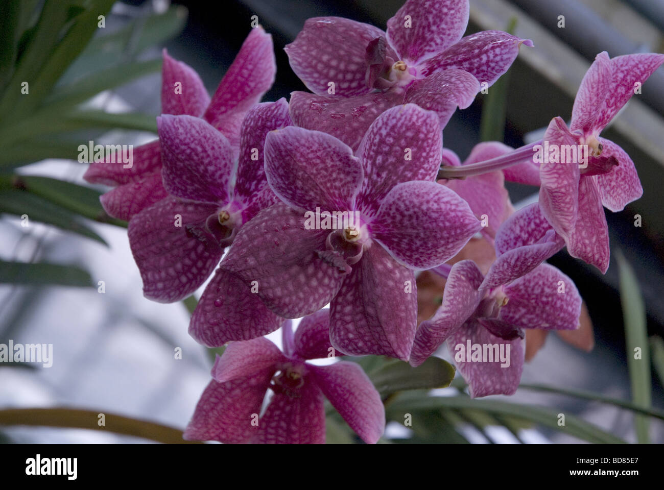 Vanda Kimigayo Pimchai Beauty pink flowering orchid Stock Photo