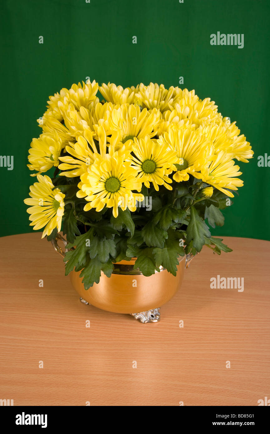 Yellow Chrysanthemum in Brass Pot Stock Photo Alamy