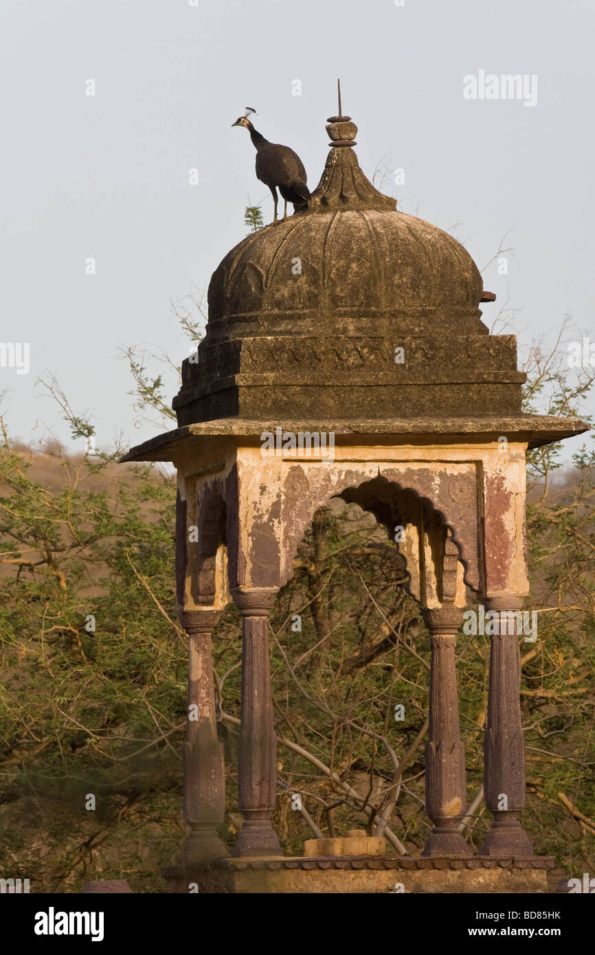 A pea-hen on the roof of a tiny, remote building in Ranthambore National Park, India Stock Photo