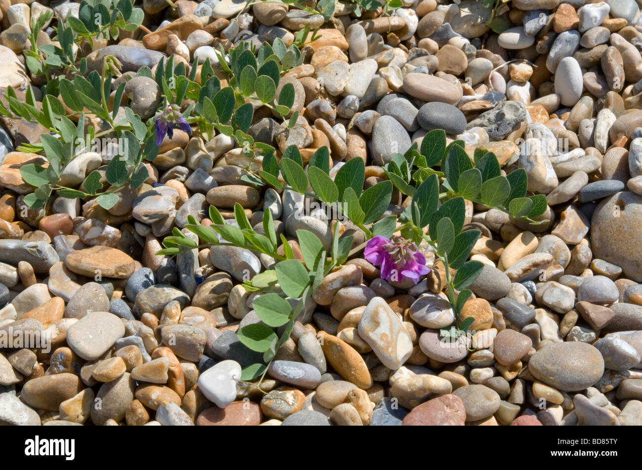 The rare 'Sea Pea' ( Lathyrus japonicus ) a protected plant, found on shingle beaches, growing here in Aldeburgh, Suffolk, UK Stock Photo