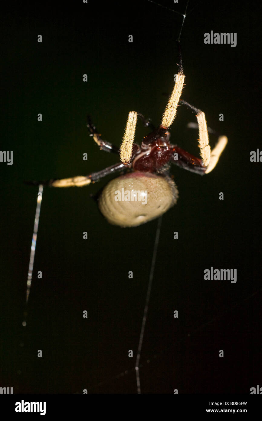Spider Mount Stock Photos & Spider Mount Stock Images - Alamy | pink monkey in mount orb
Spider Mount Stock Photos & Spider Mount Stock Images - Alamy | pink monkey in mount orb