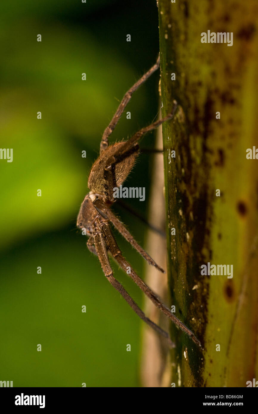 A hunting spider on a bamboo spike near Lake Letas Gaua Island Vanuatu Stock Photo