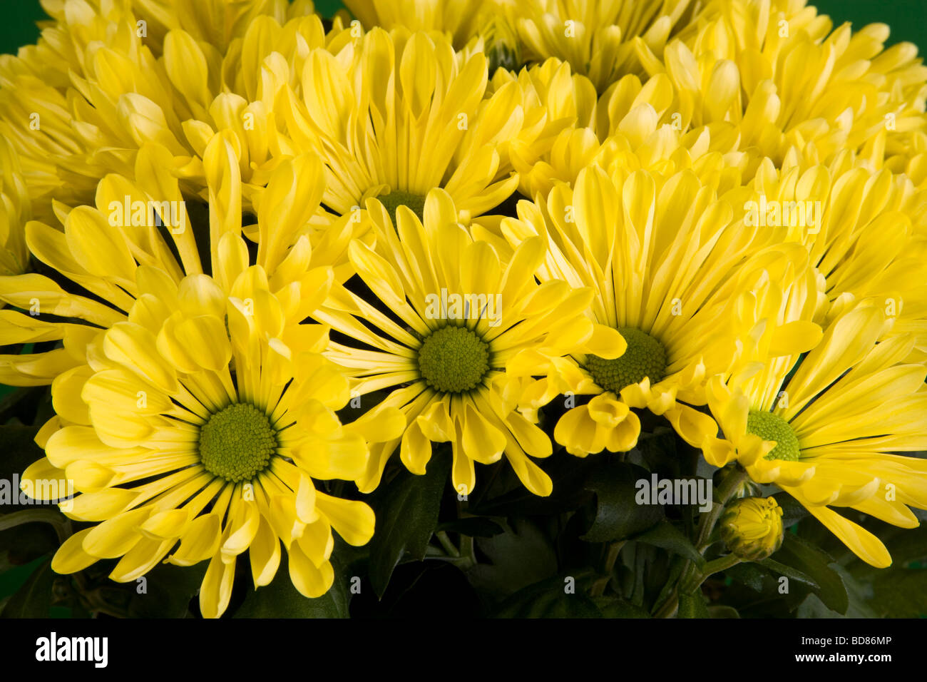Yellow Chrysanthemum in Brass Pot Stock Photo Alamy