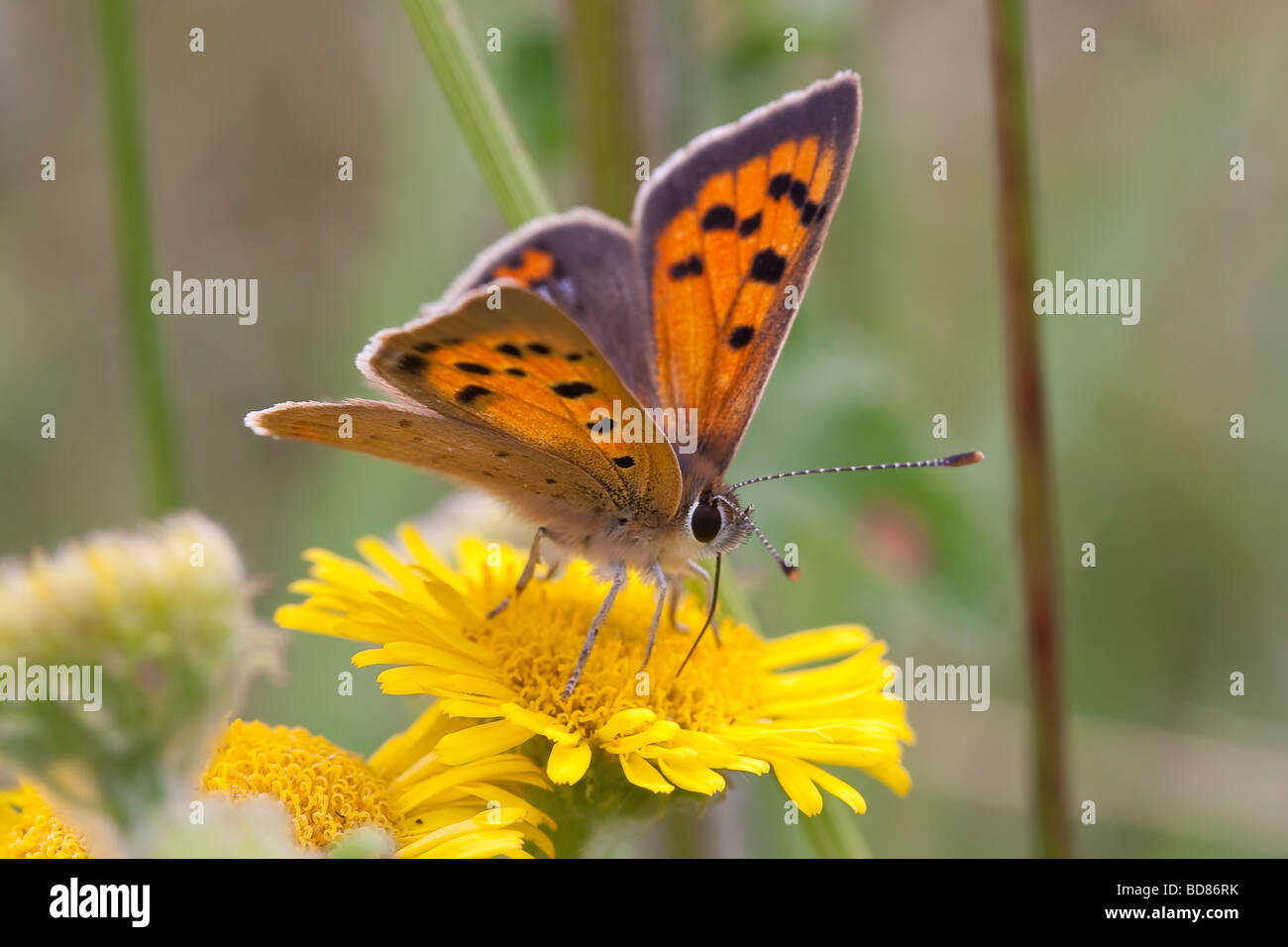 Small Copper (Lycaena phlaeas) butterfly feeding on Fleabane Stock Photo