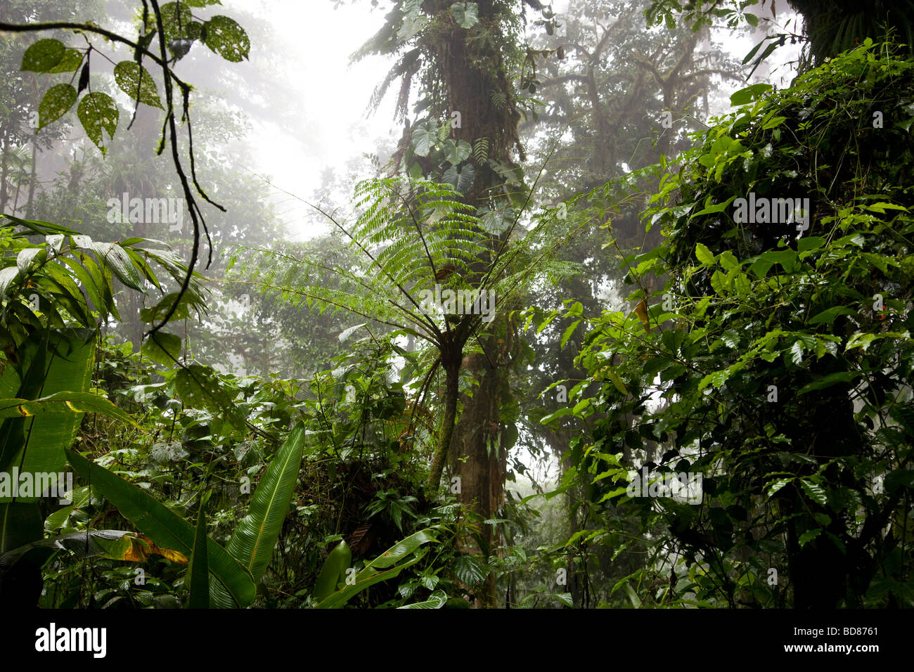 Giant Fern (Angiopteris evecta) growing in the Santa Elena Cloud Forest Reserve, Costa Rica. Stock Photo