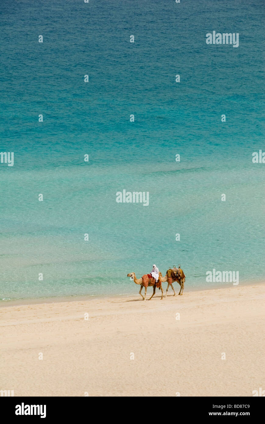 Dubai camels on JBR Beach, Dubai, UAE Stock Photo