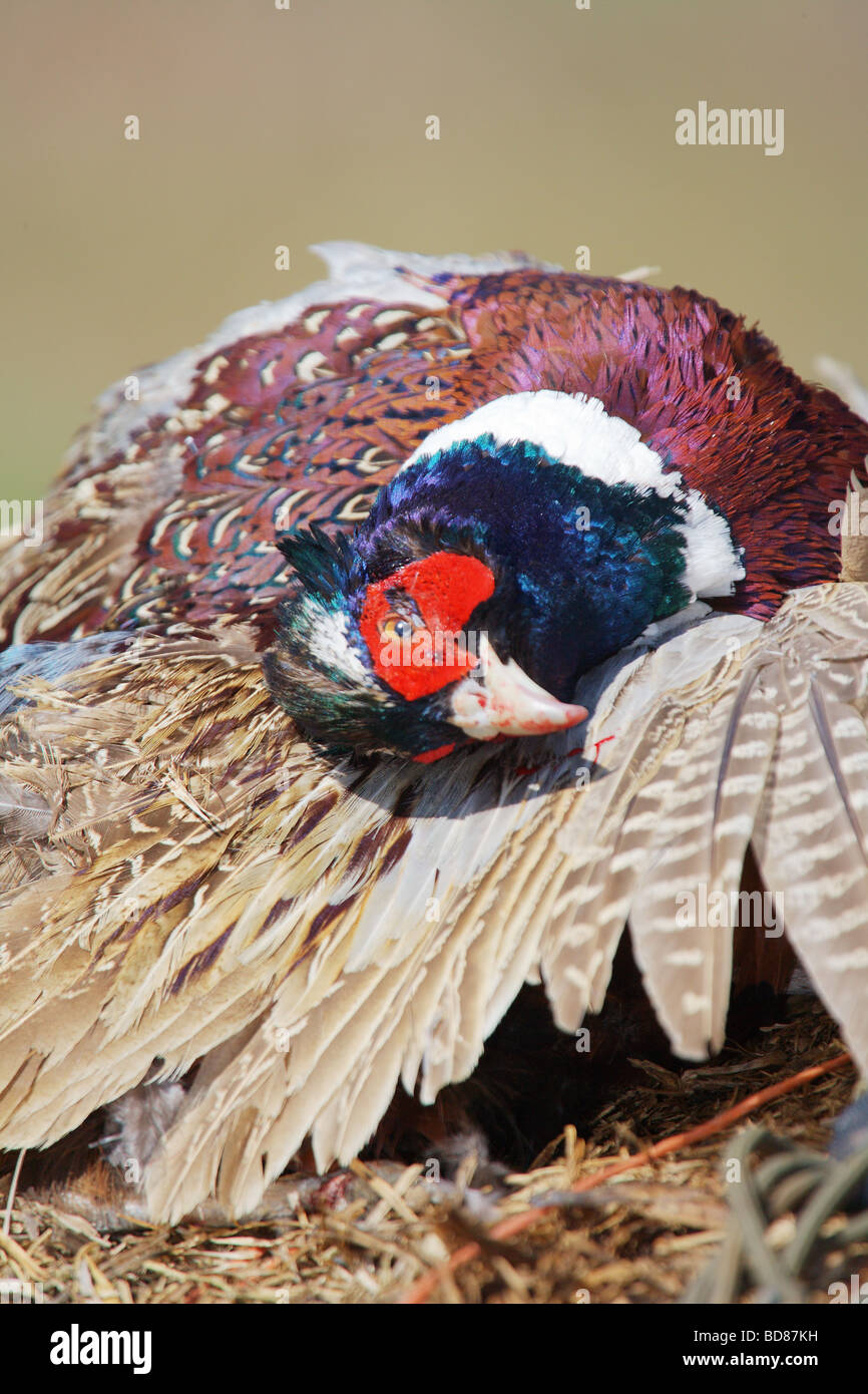 CLOSE UP PORTRAIT OF HARVESTED ROOSTER RING NECKED PHEASANT PHASIANUS COLCHICUS Stock Photo