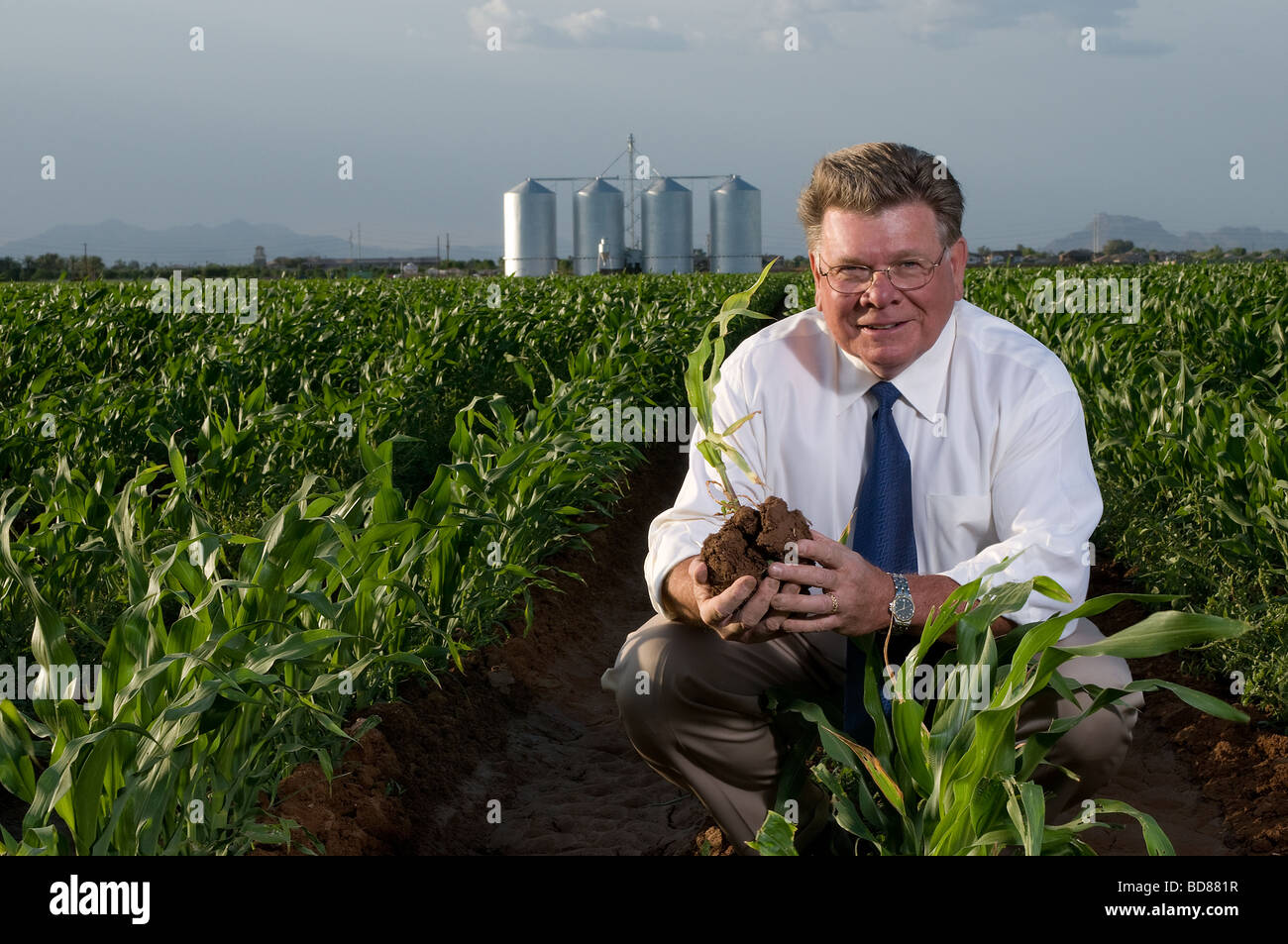 Business man in shirt and tie holds seedling in corn field Stock Photo