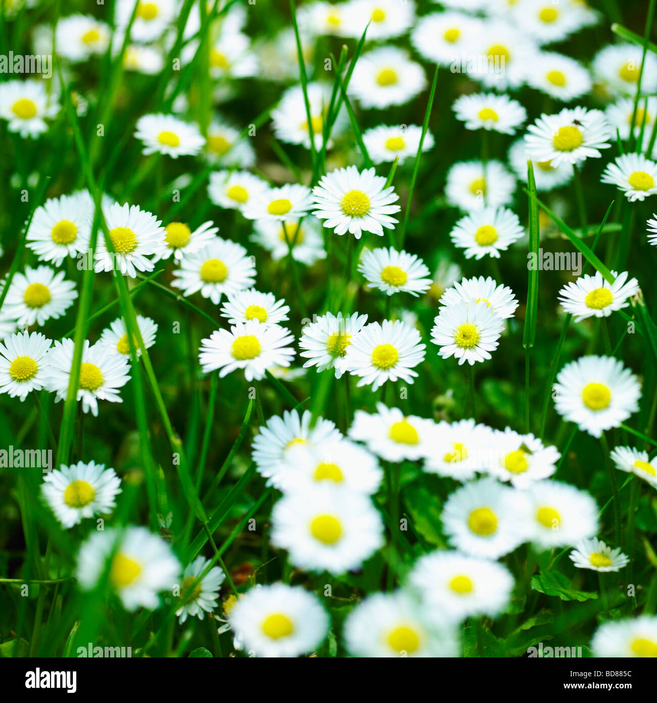 Common Daisies, Lawn Daisies or English Daises full frame nature background. ( Bellis Perennis ) - overgrown wild lawn with Daisy flowers - wildflower Stock Photo