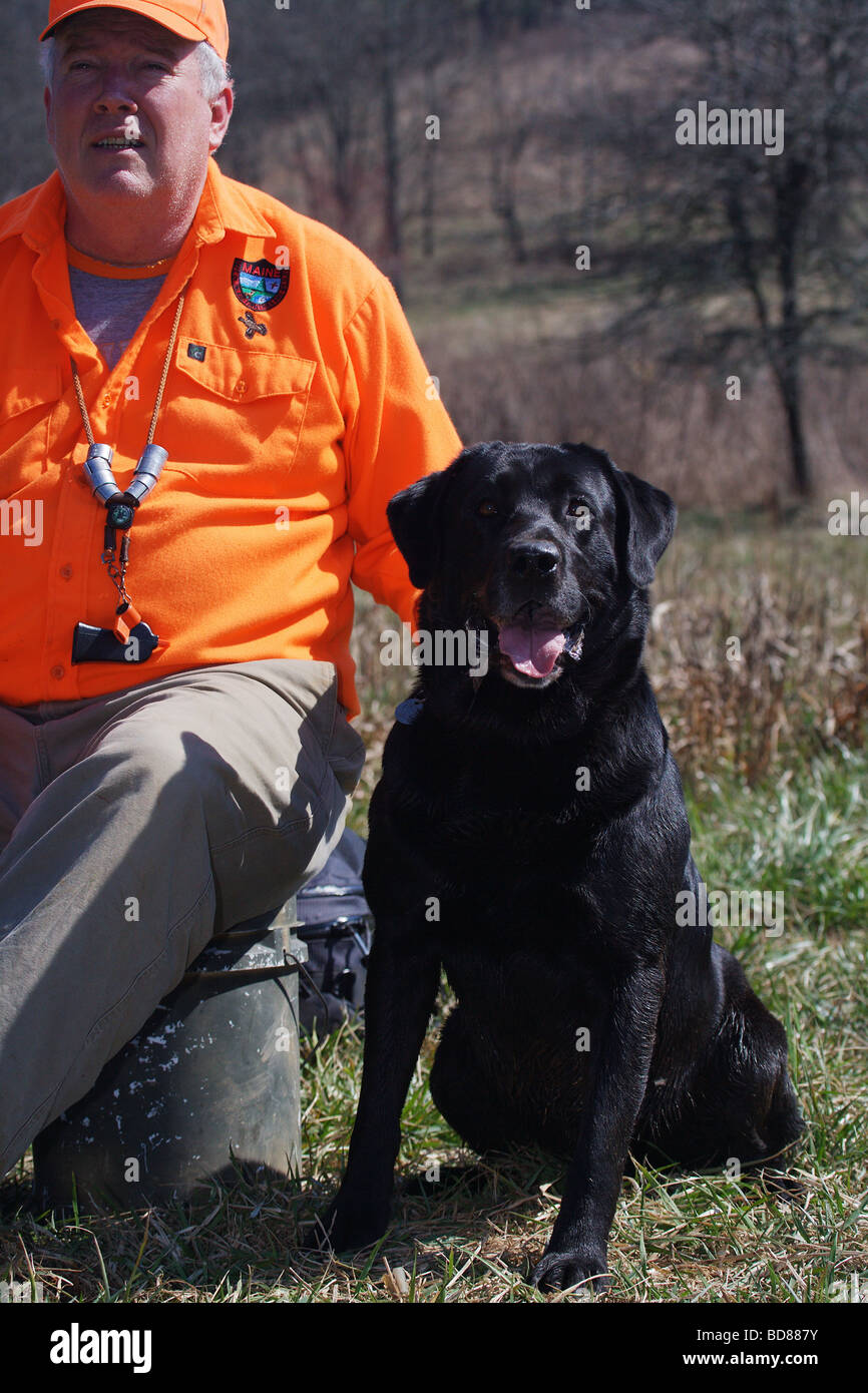 BLACK LAB LABRADOR WAITING FOR RETRIEVE BEING HANDLED BY TRAINER Stock Photo