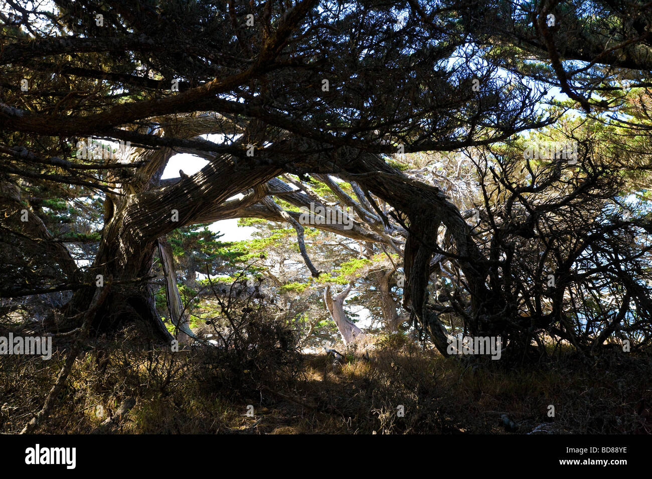 Trees create a pattern of shadows on the Pacific coast of California near Point Lobos Stock Photo