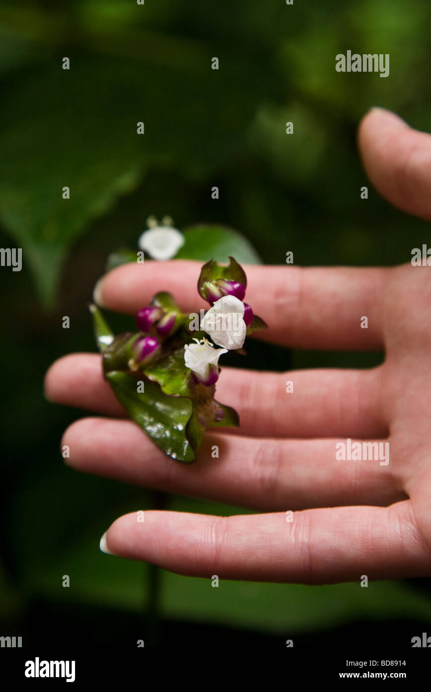 Hand holding a small white flower, Monteverde Cloud Forest Reserve, Monteverde, Costa Rica Stock Photo