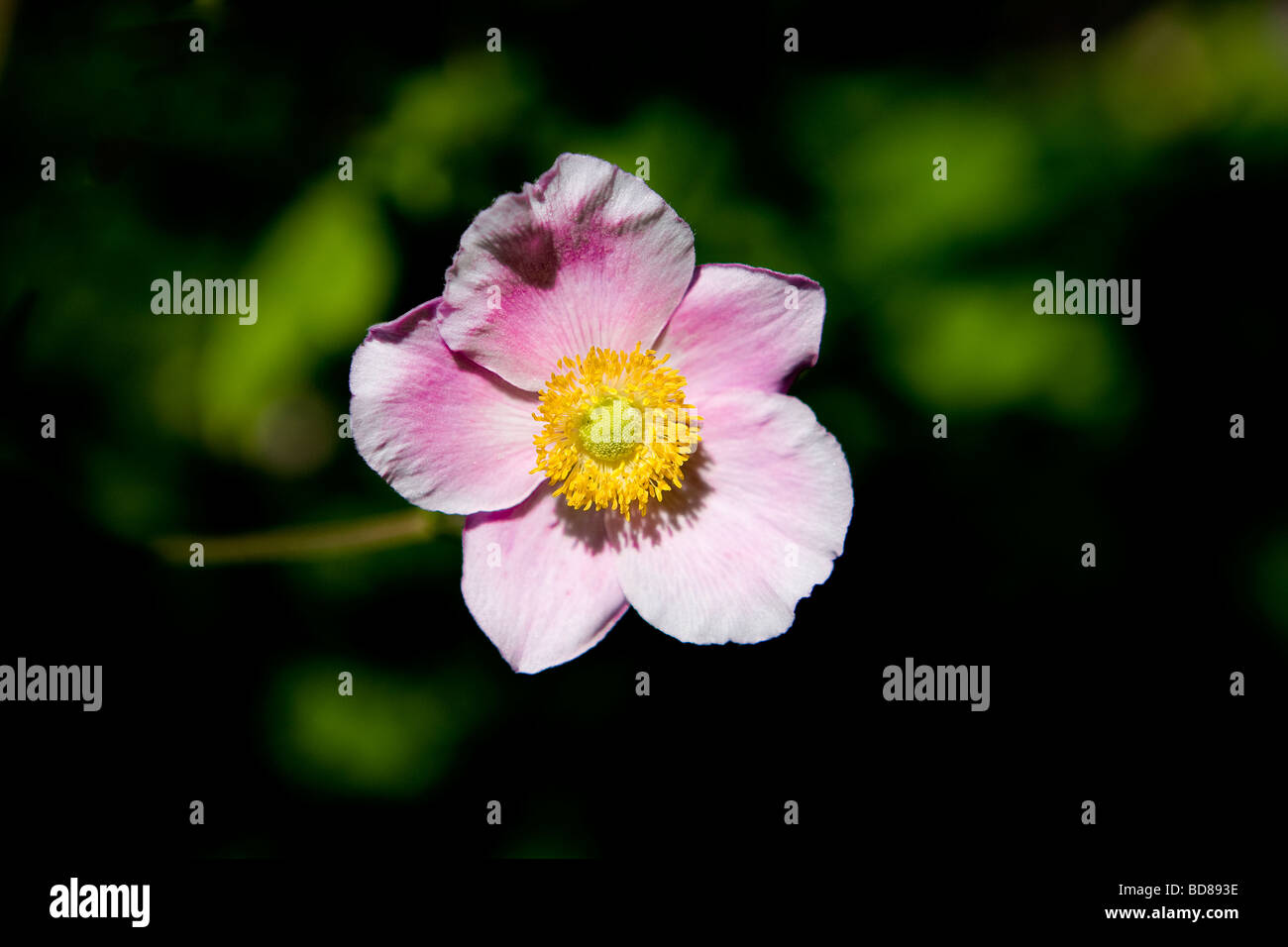 A pink windflower or Japanese Anemone sits in the sun with its greenery shown out of focus and in the shade Stock Photo
