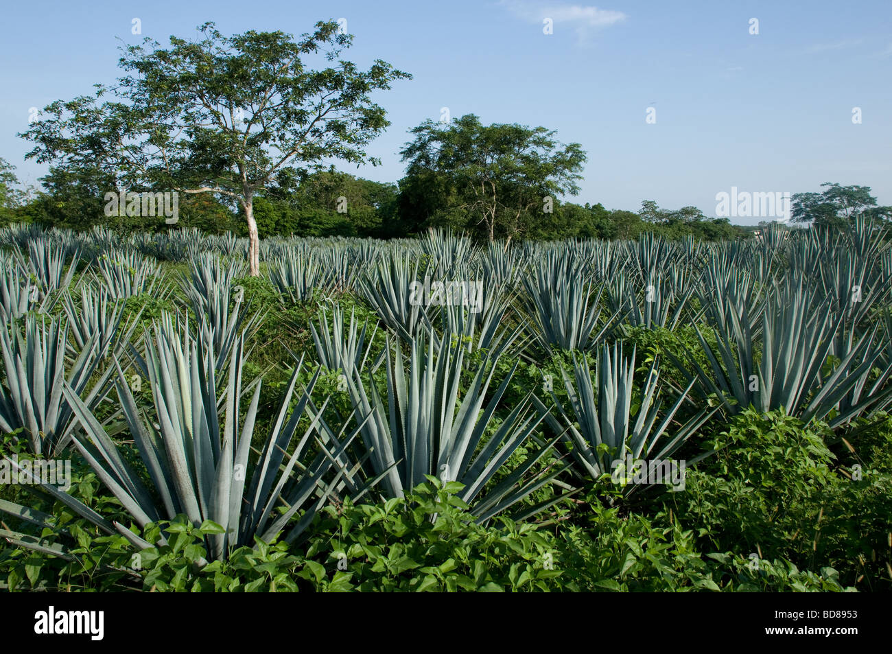 Blue Agave plants grow in the Mexican sunshine Stock Photo Alamy