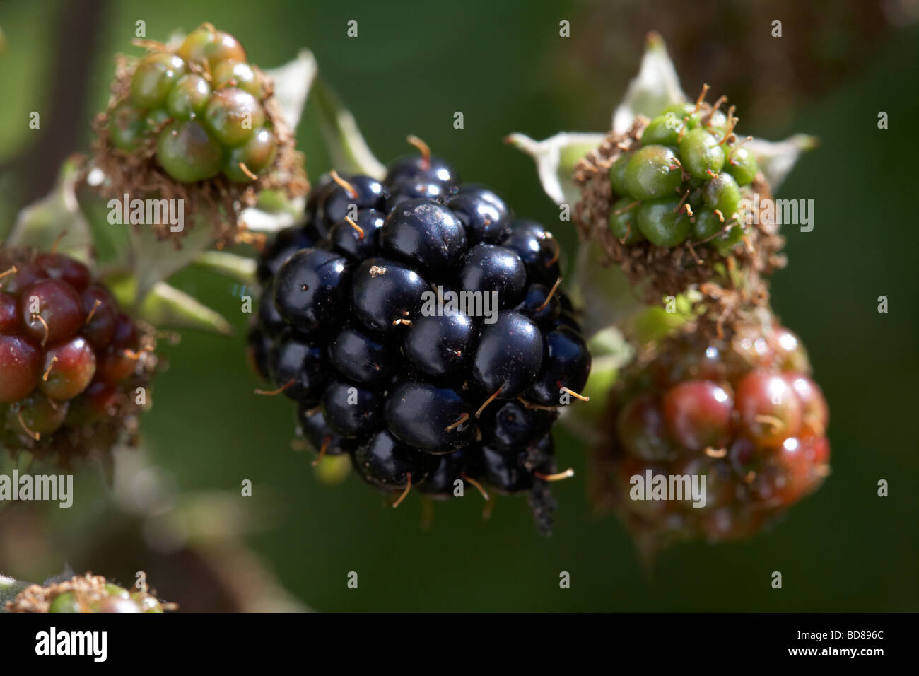 common blackberry rubus fruticosus blackberries various stages growing