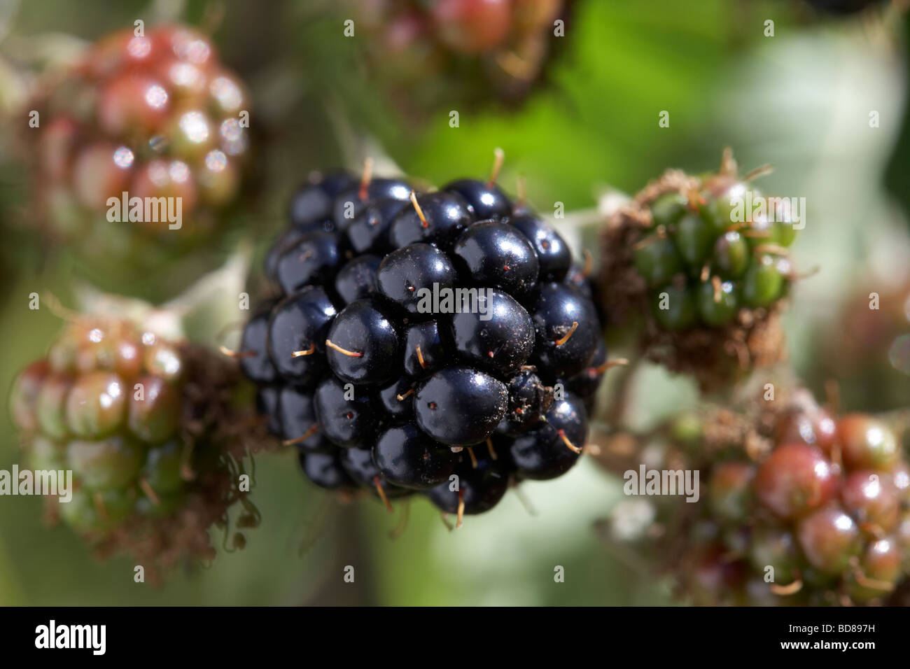 Wild brambles blackberries grow in hi-res stock photography and images ...