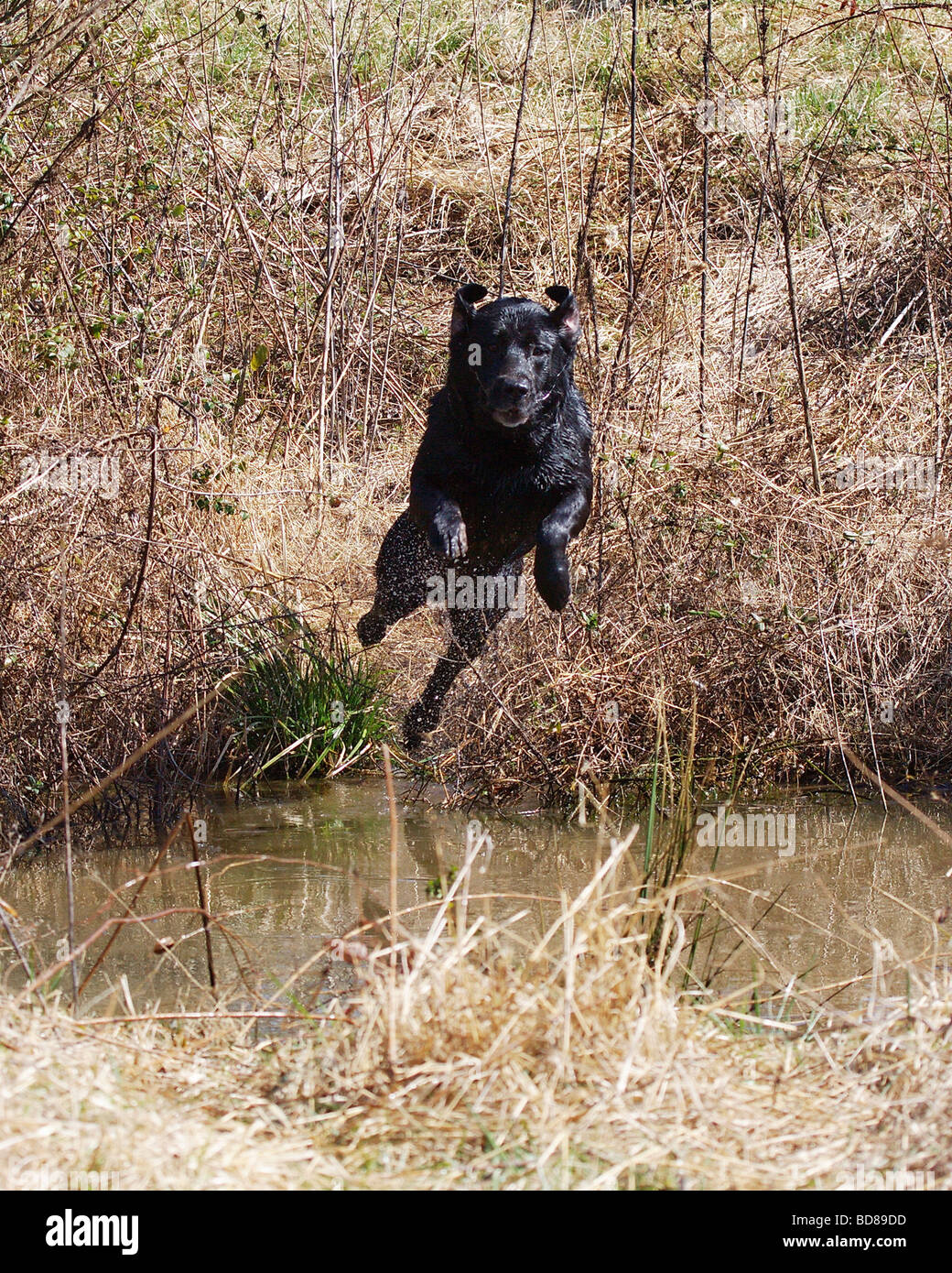 BLACK LAB LABRADOR ON A RETRIEVE CAUGHT IN MID AIR DIVING ACROSSED A CREEK Stock Photo
