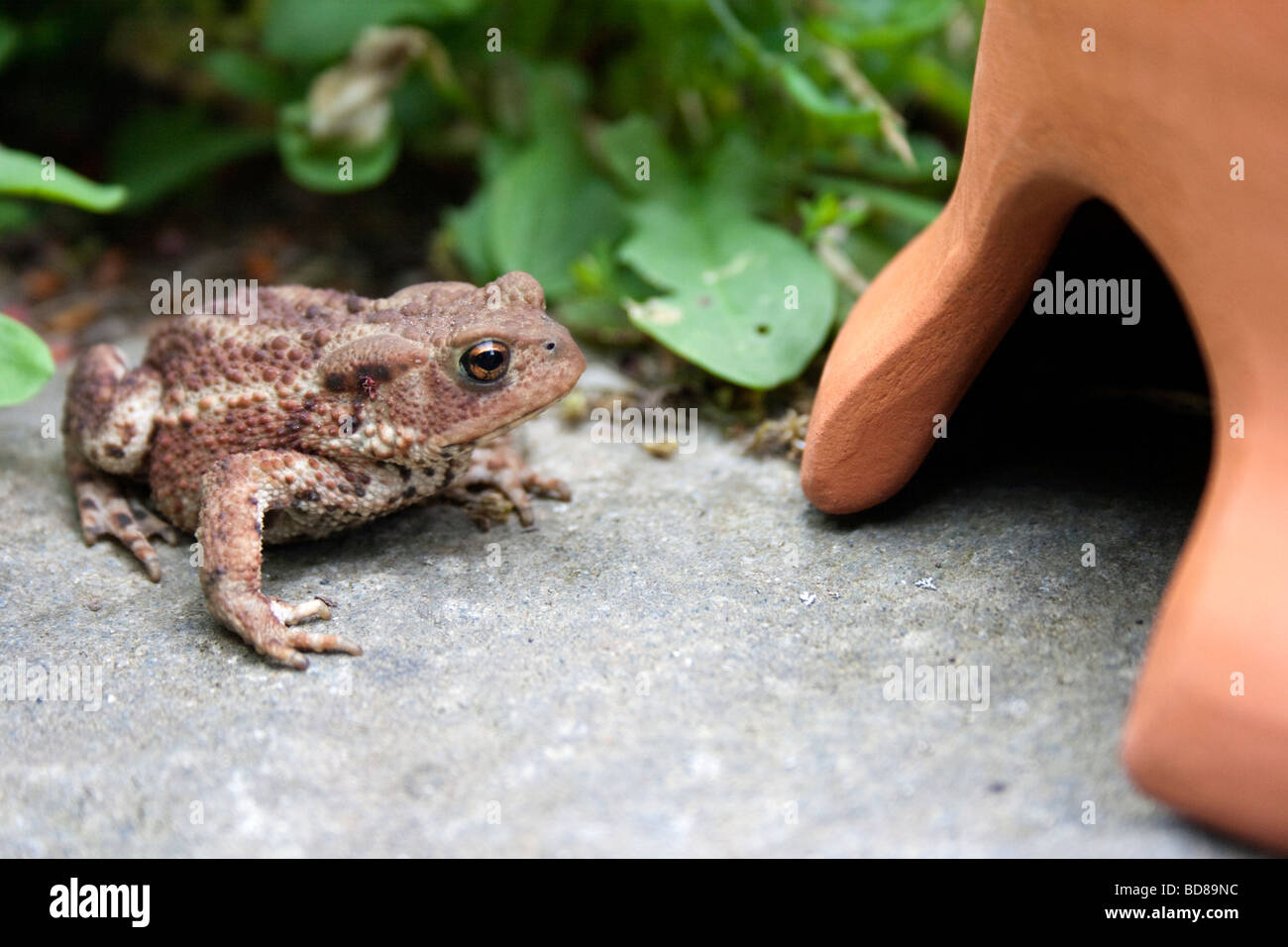 Toad Looking Into Home Stock Photo