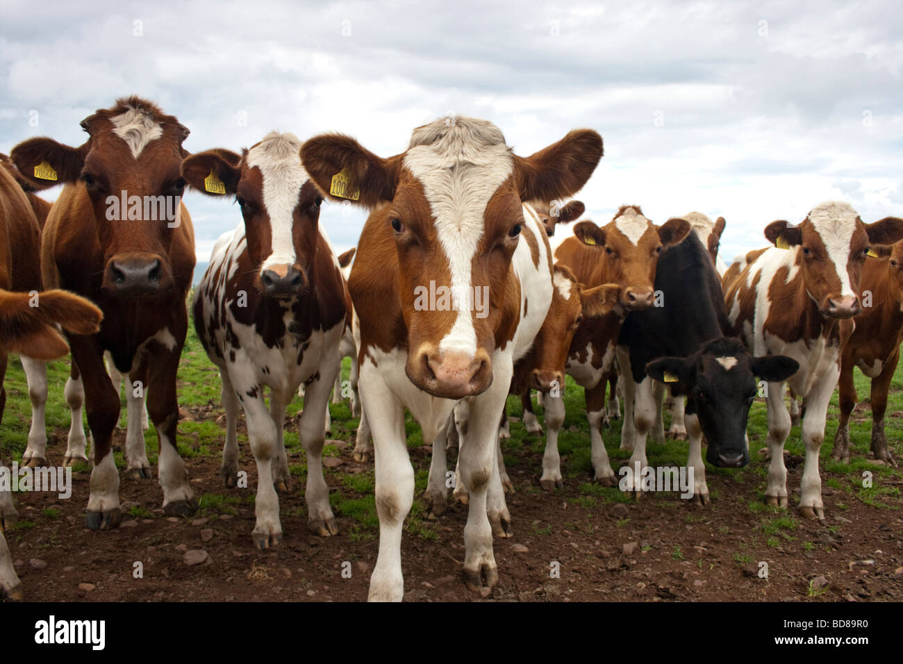 Ayrshire Cattle Staring Contest Stock Photo