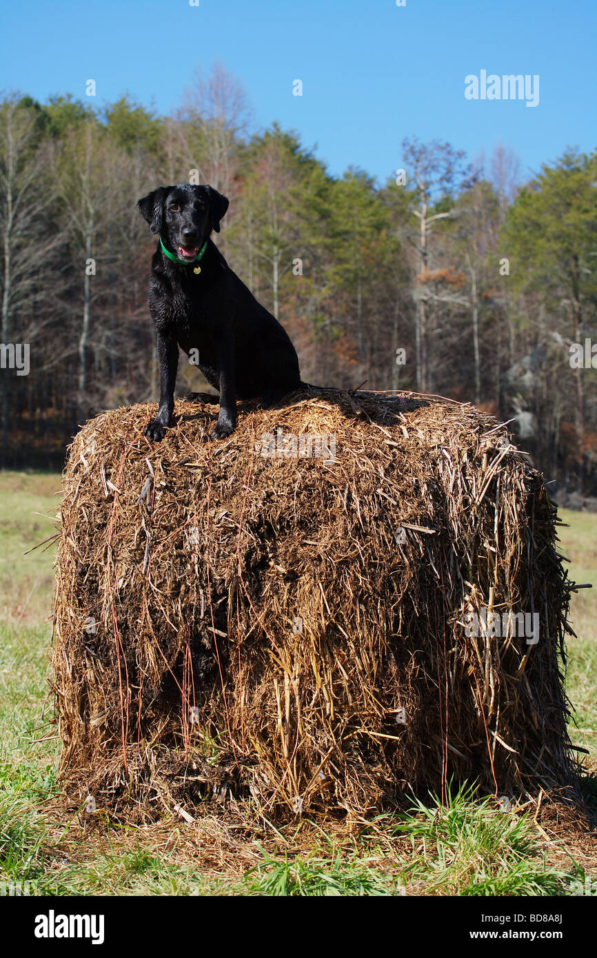 Pure bred labrador lab retrieving dog sitting on top of a hay bale Stock Photo