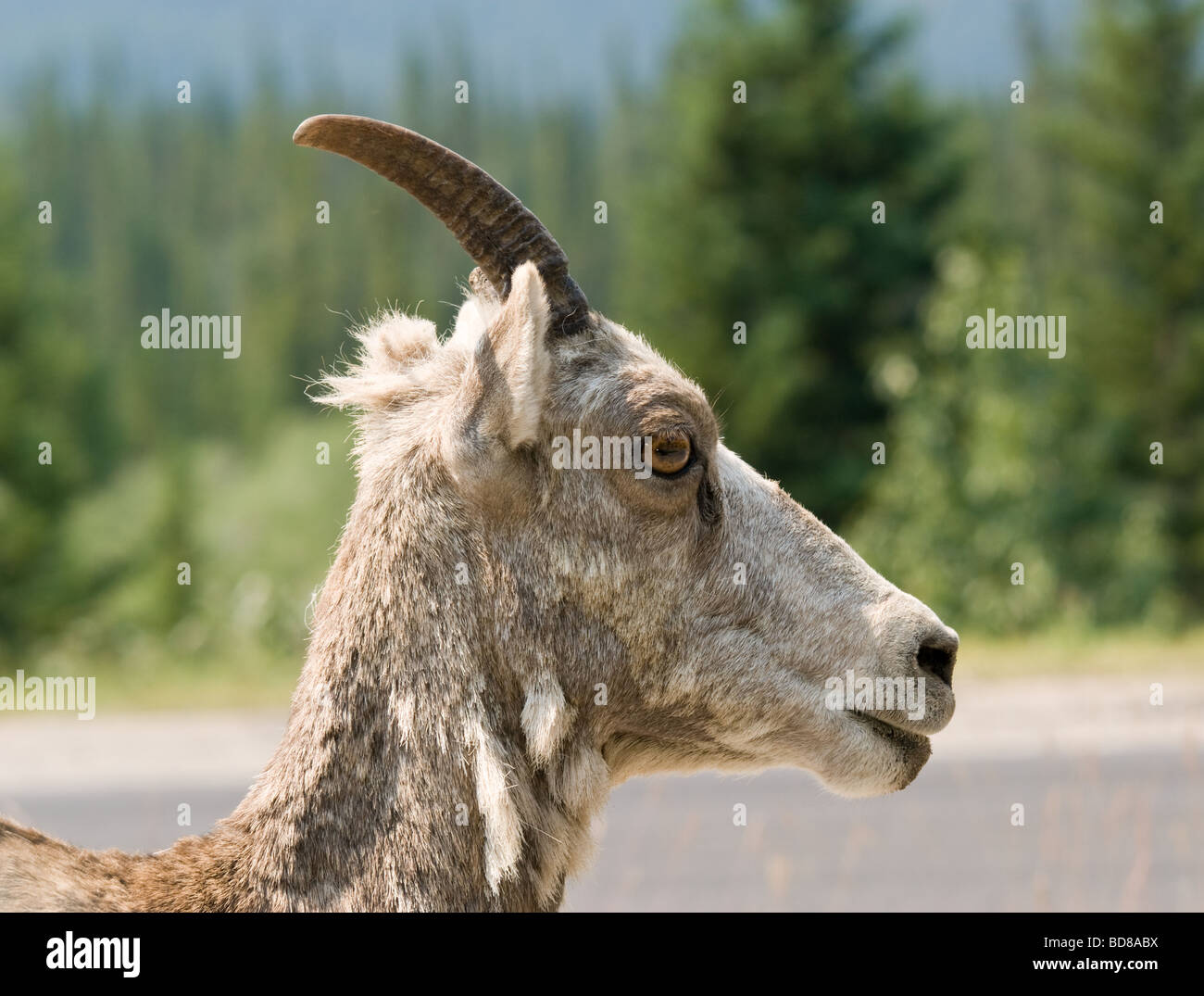 Big horn sheep - female - in Banff National Park Stock Photo