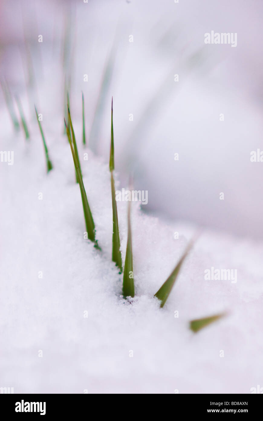 frozen in plants Stock Photo Alamy