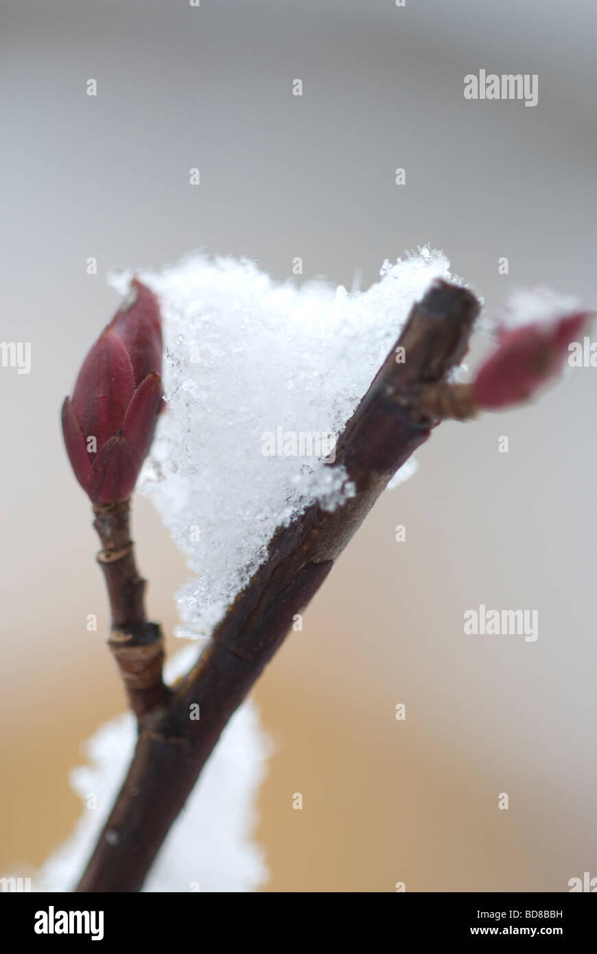 ice on budding tree Stock Photo Alamy