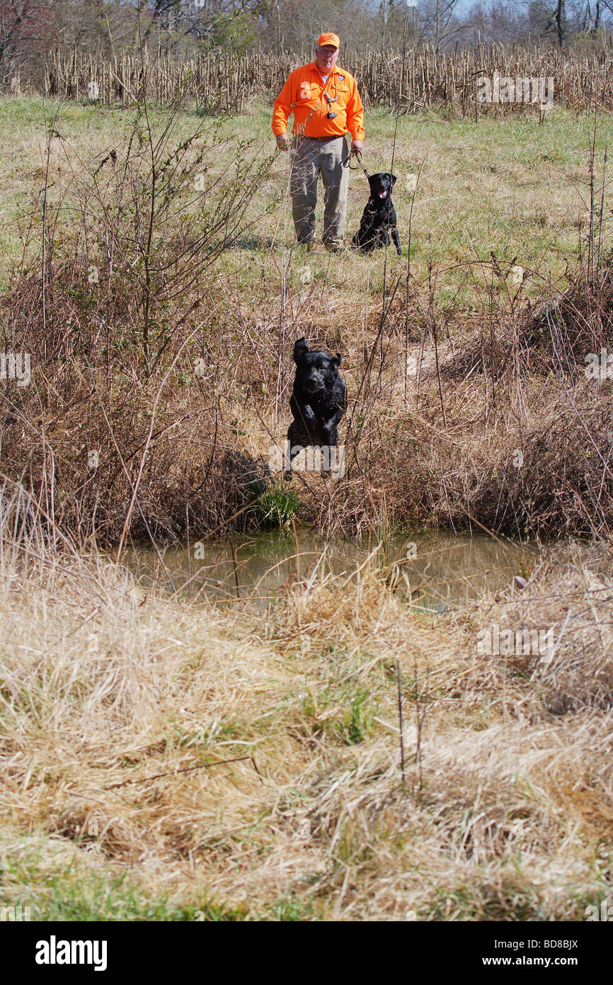 BLACK LAB LABRADOR IN MID AIR DIVING INTO A CREEK ON A RETRIEVE BEING HANDLED BY TRAINER IN BACKGROUND Stock Photo