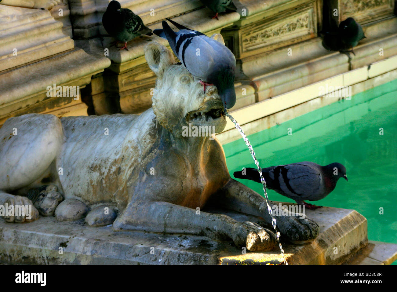 Fonte Gaia Water Fountain Detail of  Wolf and Pigeons Piazza del Campo  Siena Tuscany Italy Stock Photo